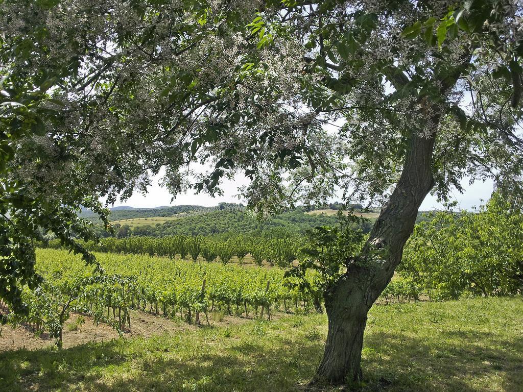 Il Giardino Dei Ciliegi Villa Cura Nuova Buitenkant foto